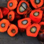 palm-oil-1022012_960_720.jpg