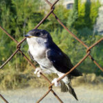 vencejo_1500x1124.jpg