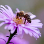 bee-5618012_1280_1500x999.jpg