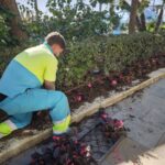 Estepona planta más de 400.000 flores procedentes del vivero municipal Estepona planta más de 400.000 flores procedentes del vivero municipal