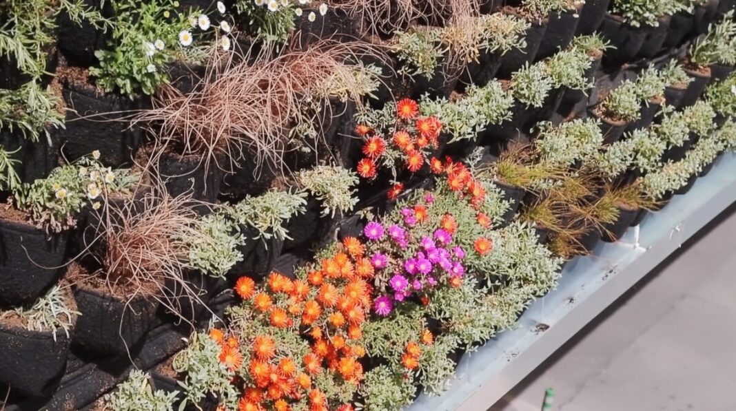 Córdoba instala un jardín vertical con 1.700 plantas en el paso subterráneo de Carlos III de Córdoba