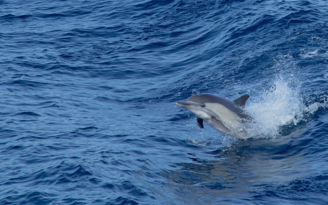 Andalucía realizó 43 necropsias de fauna marina varada en el litoral en 2025